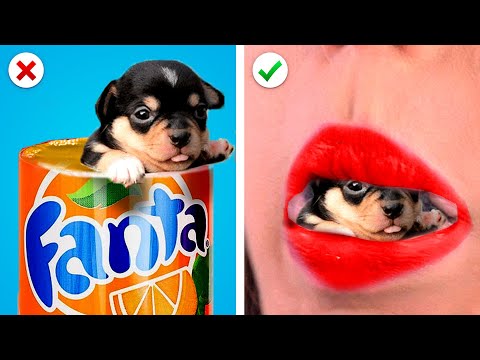 Video: Disco Dog Out, da bo vaš Pup En-Dog Rave