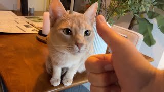 Best Thanksgiving present ever 😻 - feat. PetSnowy by Archie The Cat & Friends 12,008 views 5 months ago 2 minutes, 48 seconds