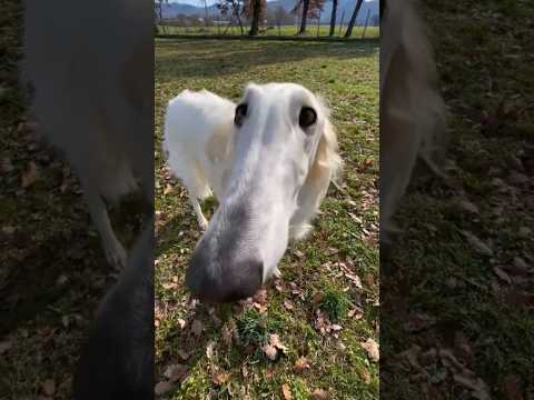 Borzoi na vida real (Cão de Focinho Longo) #borzoi #meme