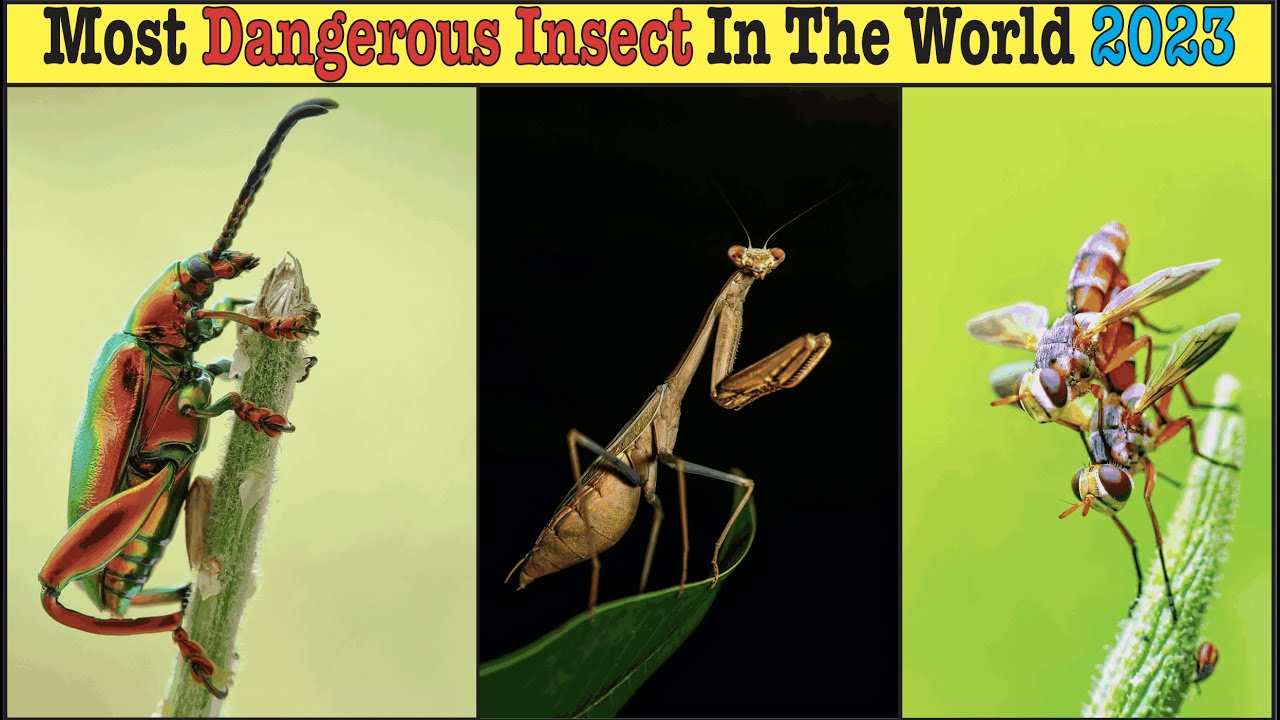 Most Dangerous Insects In The World | Imtenan TV - YouTube