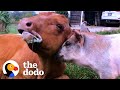 Baby Cow Adopts A Tiny Orphaned Piglet | The Dodo Odd Couples