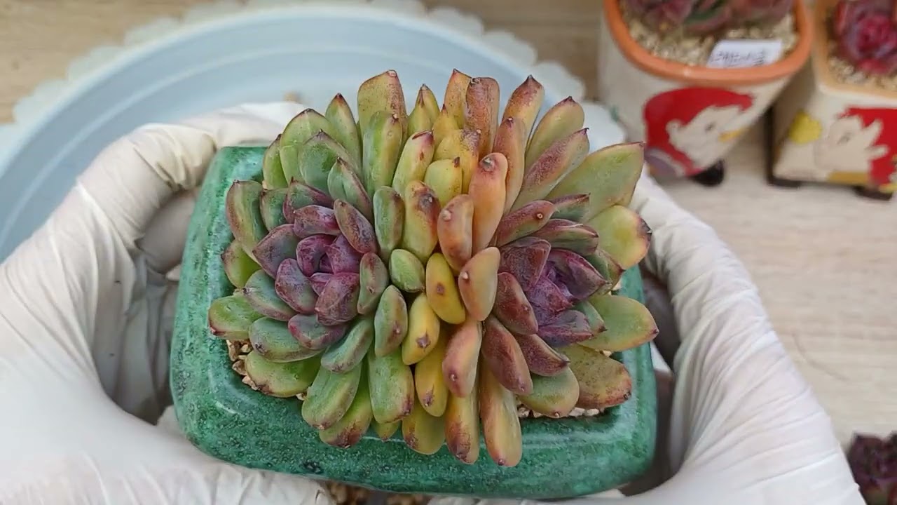 보라카이 무름 이쁜 아가지요  사랑합니다 💜 💕 😘 