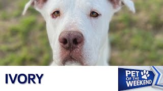Pet of the Weekend: Meet Ivory | FOX 7 Austin