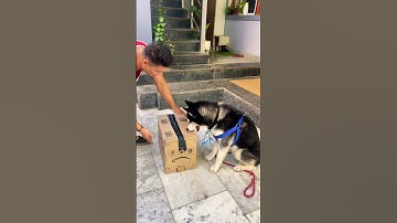 #dog #shortvideo #shorts #short #shortvideos #viralvideo #viral #viralshorts #video #trending #love