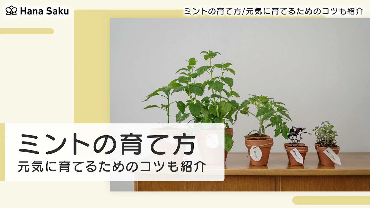 ミント 育て方 Youtube ミント 育て方 Youtube