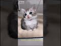 Vidéo D Un Petit Chat Mignon Vidéo D Un Petit Chat Mignon