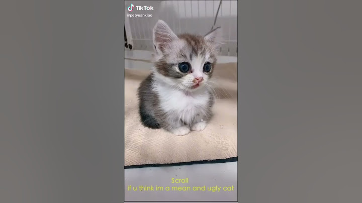 Vidéo d'un petit chat mignon.