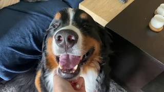 Tricks With My Bernese Mountain Dog