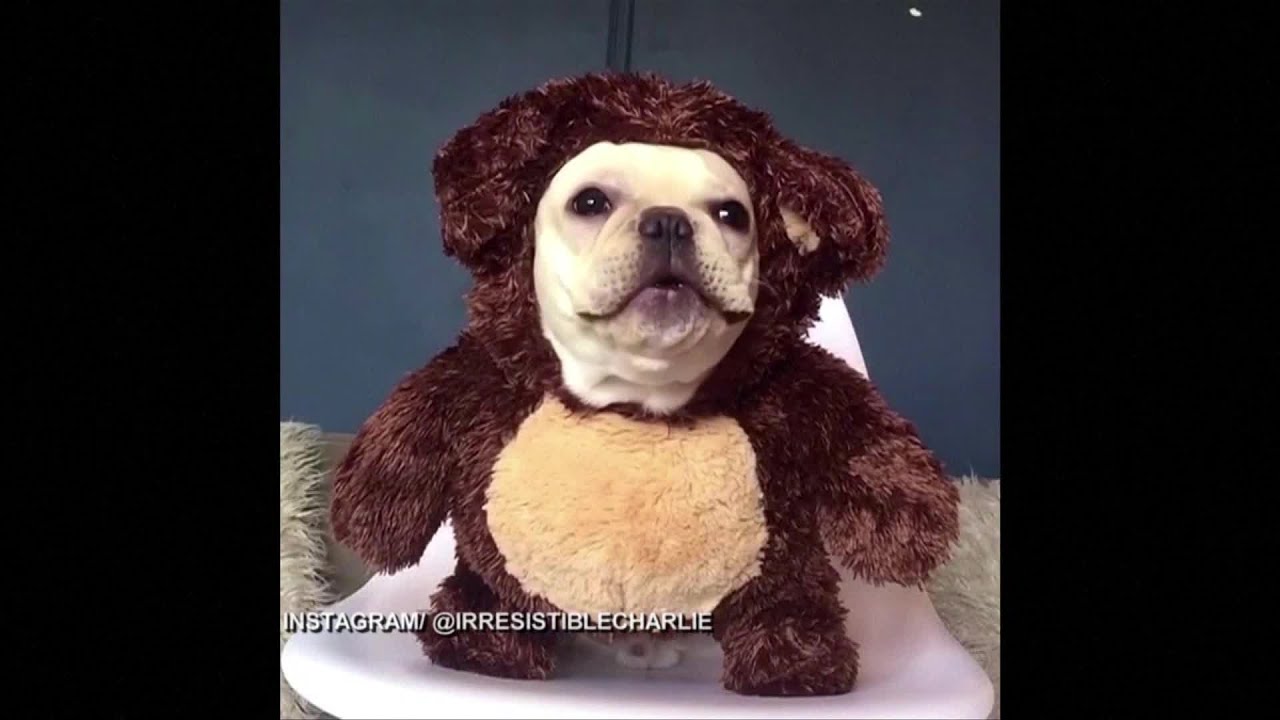 frenchie teddy bear