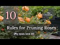 10 rules for trimming roses