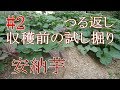 家庭菜園で簡単に作れるサツマイモの育て方#2『種子島産安納芋』つる返し方法～収穫前の試し掘り！