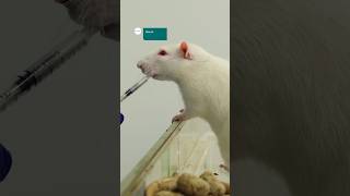 Training Rats for Science - Building Trust in Lab Rodents  #amazinganimals #scienceshorts