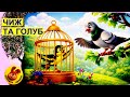 The Crane And The Dove Leonid Glibov Fable Listen Online Ukrainian Literature School Cu