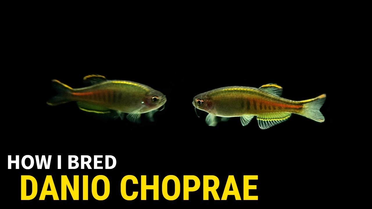 How I Bred Danio Choprae at Home
