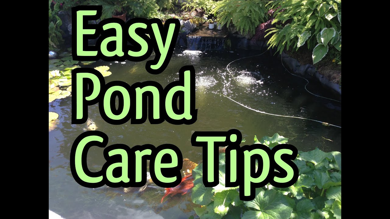 Easy Fish Pond Maintenance Tips How To Clean A Pond Pump And Increase The Water Flow Again Youtube