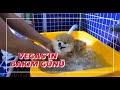 Vegas’ın Bakım Günü (Köpek tıraşı)