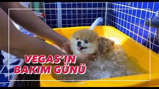 Vegas’ın Bakım Günü (Köpek tıraşı)