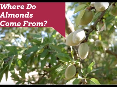 Where Do Almonds Come From?