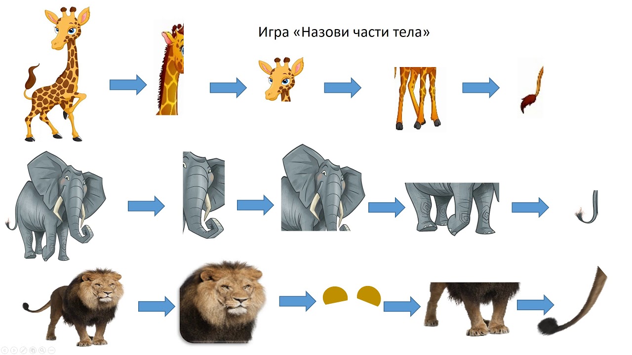 Знакомство Детей Подготовительной Группы С Животными Юга