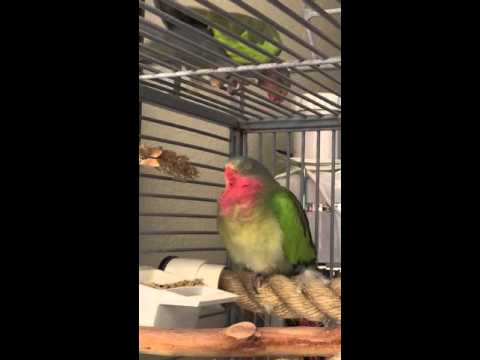 Princess Parrots Playing