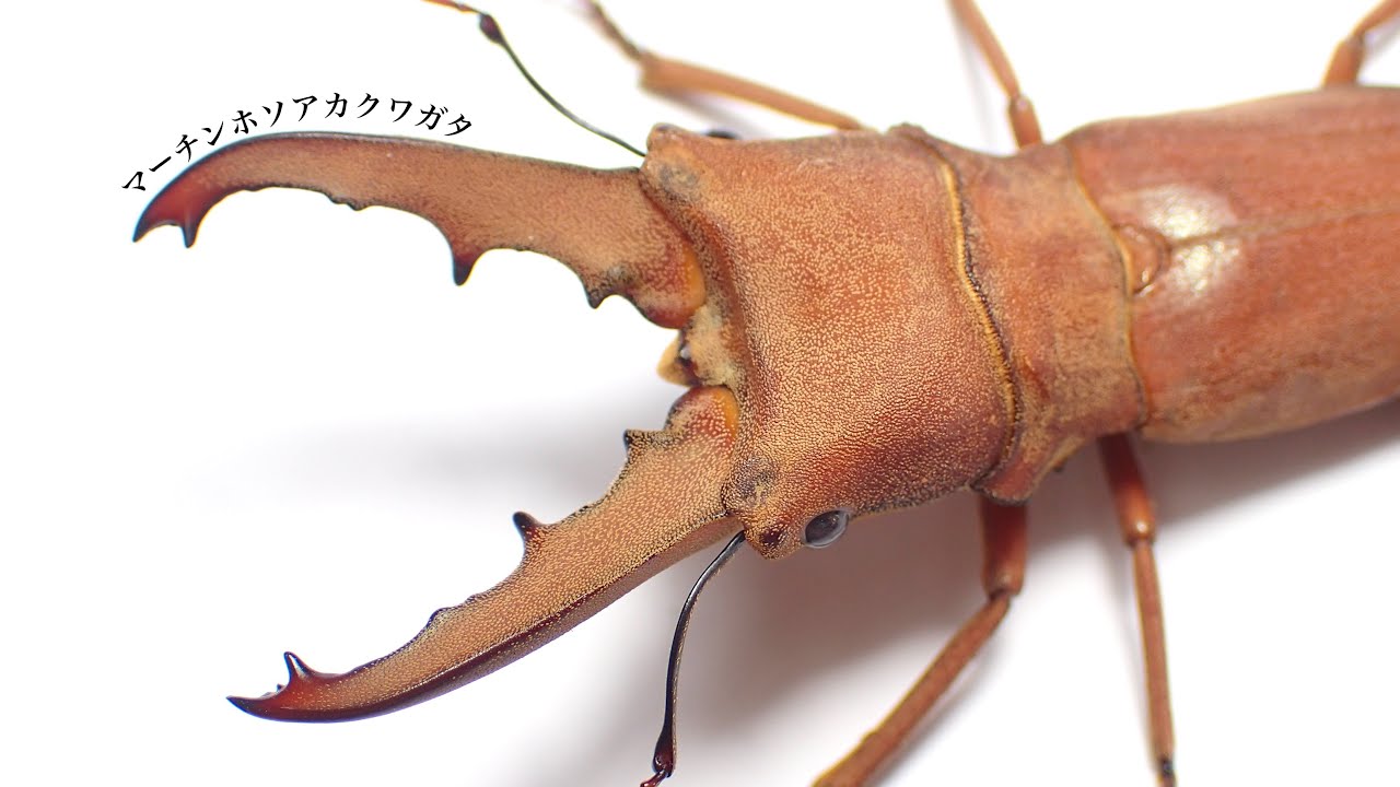 Record specimen] Unearthing an extra-large Martin's narrow-legged
