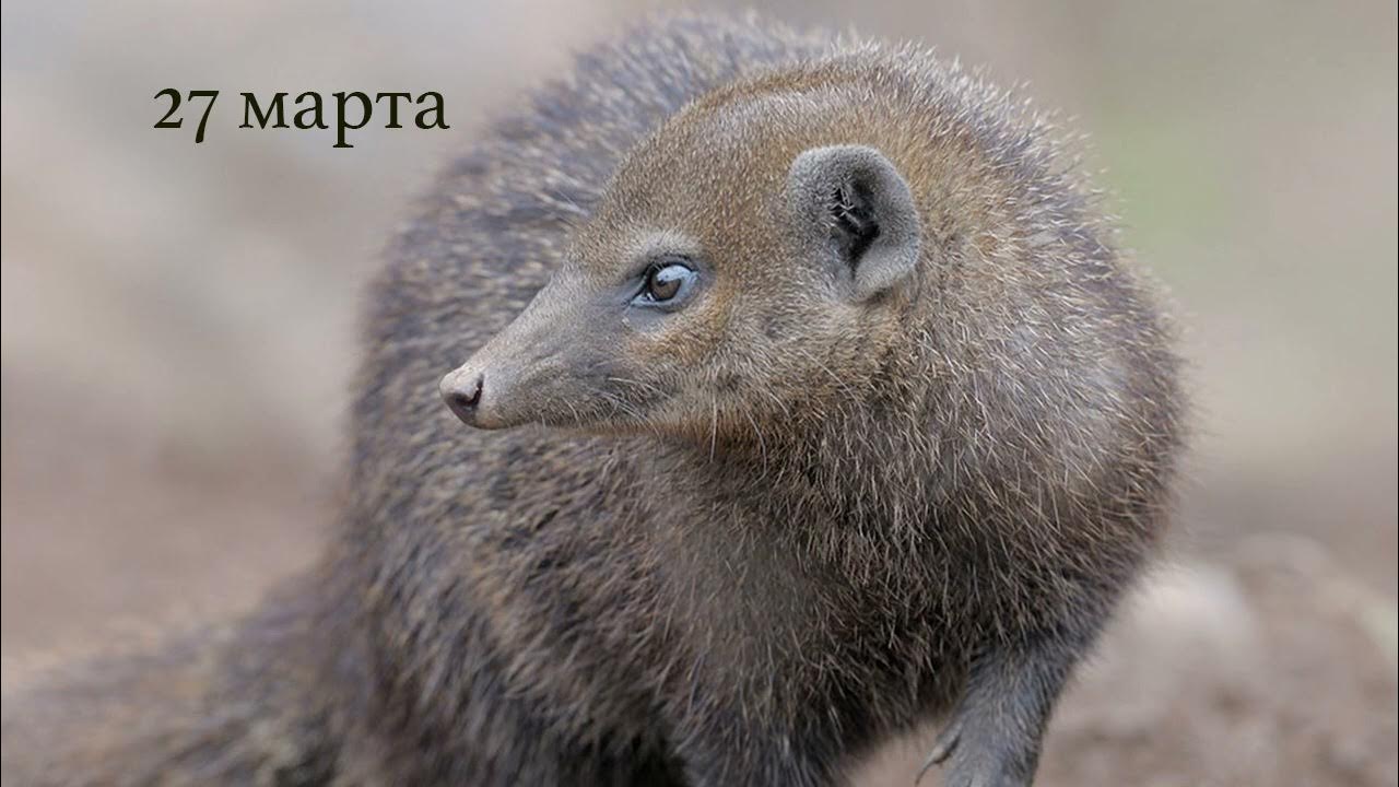 Зверь с длинной мордой. Мангуст кузиманза. Длинноносая кузиманза. • Длинноносая кузиманза (Crossarchus Obscurus). Длинноносый Мангуст.