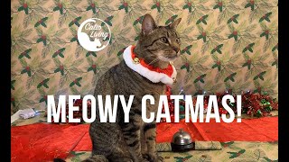 Jingle Cat! by Catio Living 142 views 4 years ago 2 minutes, 21 seconds