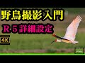 野鳥撮影入門 EOSR5徹底研究 (R5詳細設定)