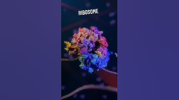 protein Synthesis on Ribosome Unit ..