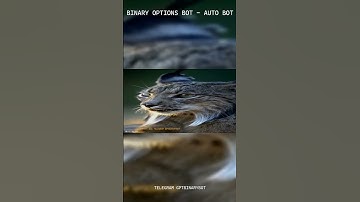 QUOTEX BOT 2025: Access The #1 Private AI Trading Bot For 2025 #shorts