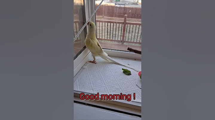 @white_and_fun  12/15/2025 #parrot  #indianringneck #talkingparrot #shorts #Tofuindianringneck