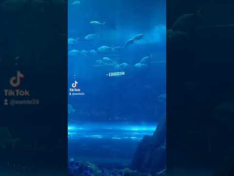 Dubai Aquarium