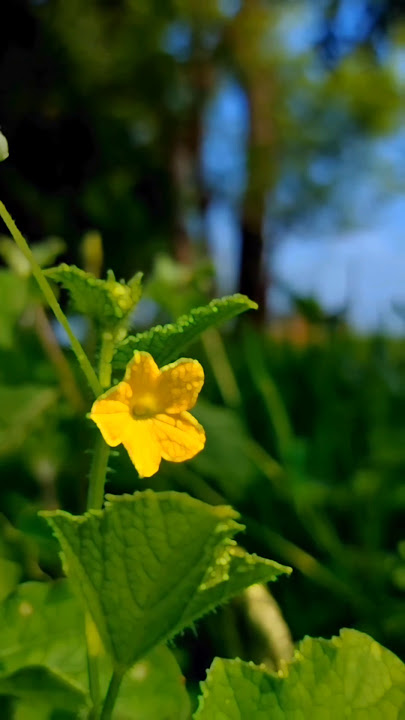 Kabi sham Dhale #remix #dj #music #violin #cover #love #bolleywoodsong #bollywoodsongs #song