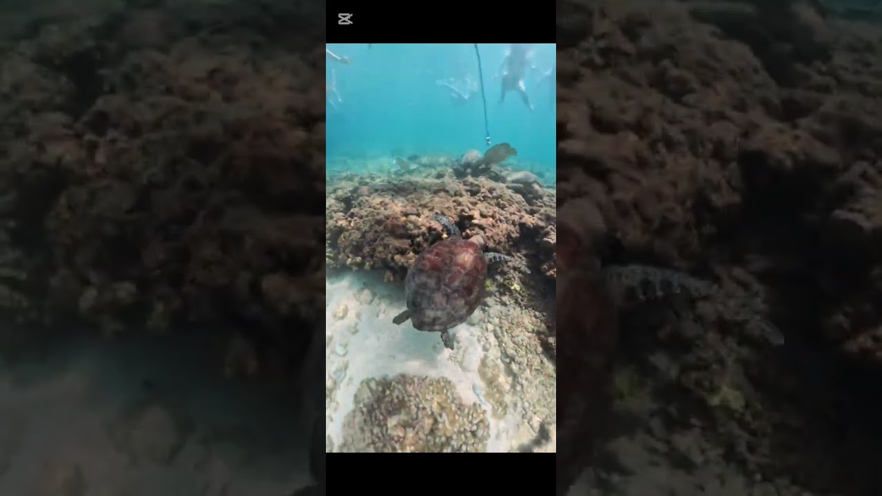 Daymaniat Island Adventure: Snorkeling & Swimming with Turtles