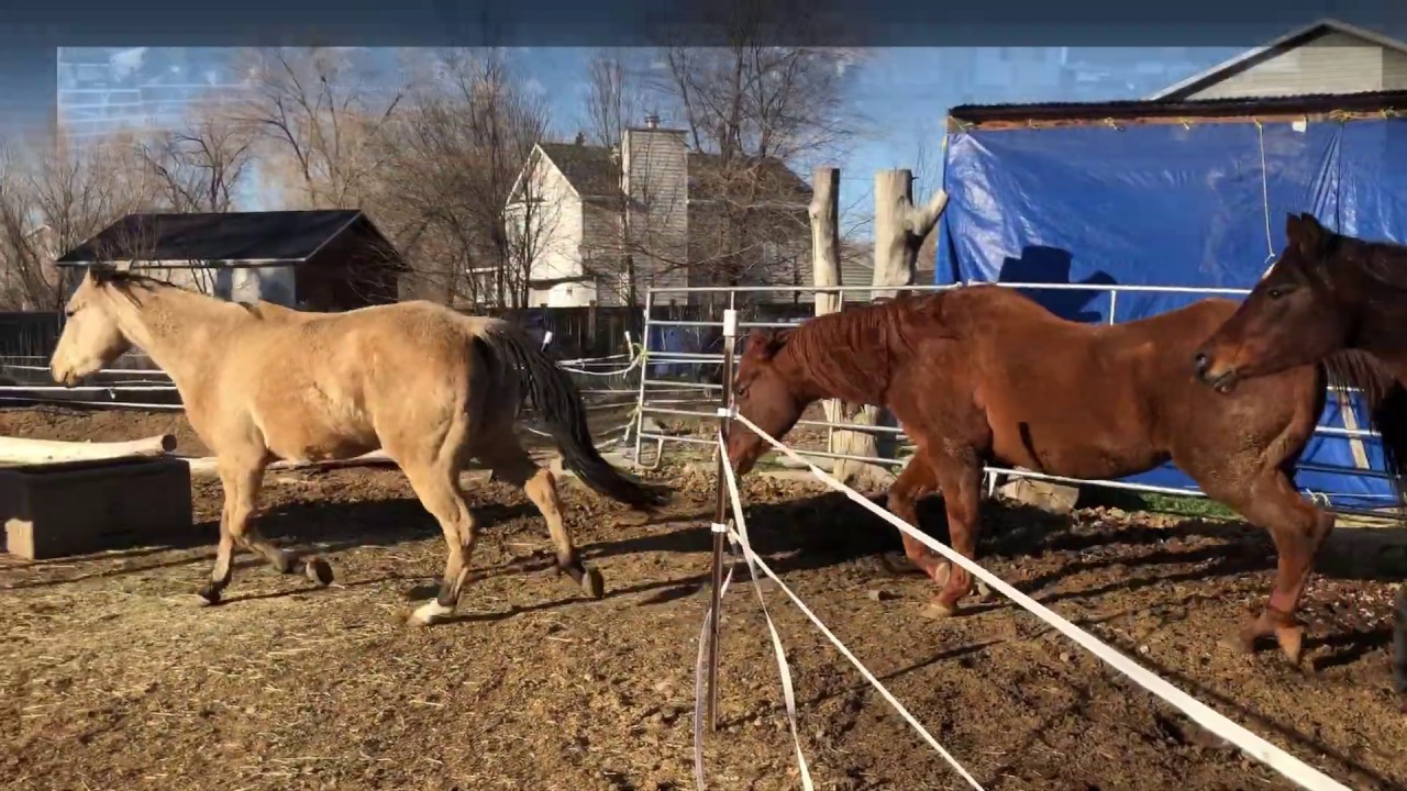 Fun Horse Play YouTube