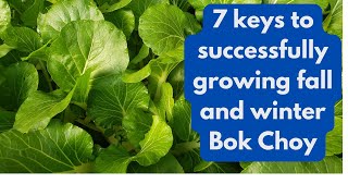 7 Keys to Successfully Grow Fall and Winter  Bok Choy