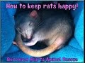 How to keep pet rats happy!