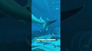 “Gigi Hiu Bisa Copot Ribuan Kali Tapi Selalu Tumbuh Lagi! 😱🦈”#FaktaHiu, #FaktaUnik, #Hiu, #Science #