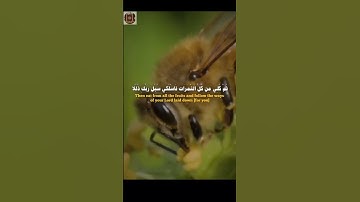 وأوحى ربك الى النحل-تلاوة مؤثرة