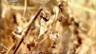 20101104-1《靜思晨語。慈濟宗門》《法華經》妙法妙藥治眾病
