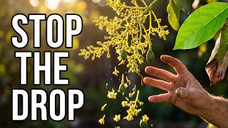 Stop the Drop: 3 Reasons Your Avocado Tree Loses Its Fruit Before They Grow