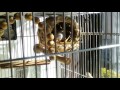 文鳥マオル、遂にツボ巣へ　tame Java Sparrow