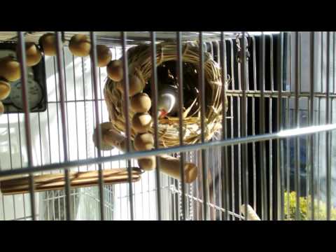 文鳥マオル、遂にツボ巣へ　tame Java Sparrow