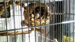 文鳥マオル、遂にツボ巣へ　tame Java Sparrow