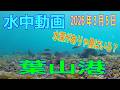 水中動画（2026年3月5日）in　葉山港