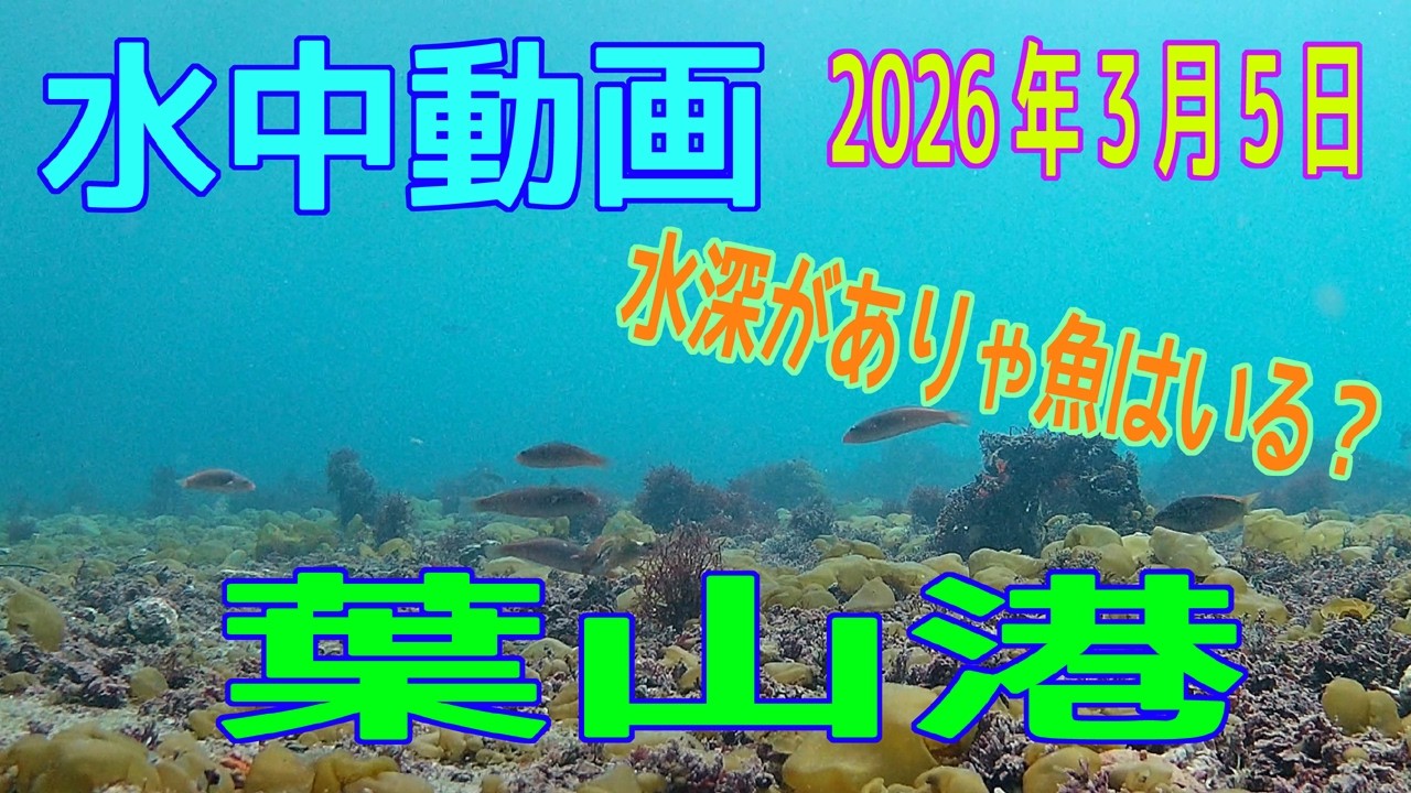 水中動画（2026年3月5日）in　葉山港