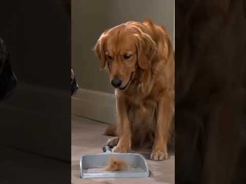 Chief & Champ: The Fur
