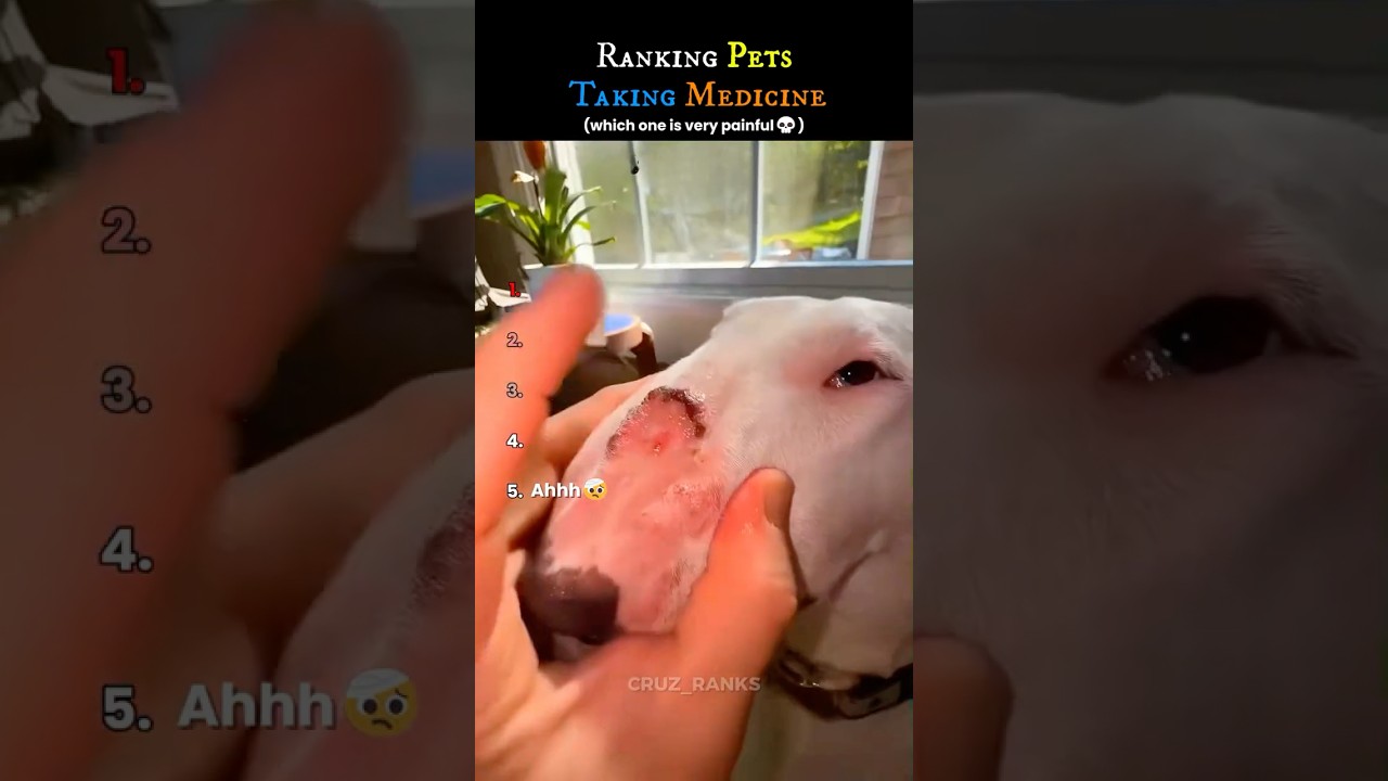 Ranking pets taking meds💊😂 #usa #funny #animals #memes