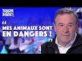 La tanire en faillite  le cri du cur du patron du zoo 