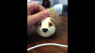 Getting A Hamster In The Summer